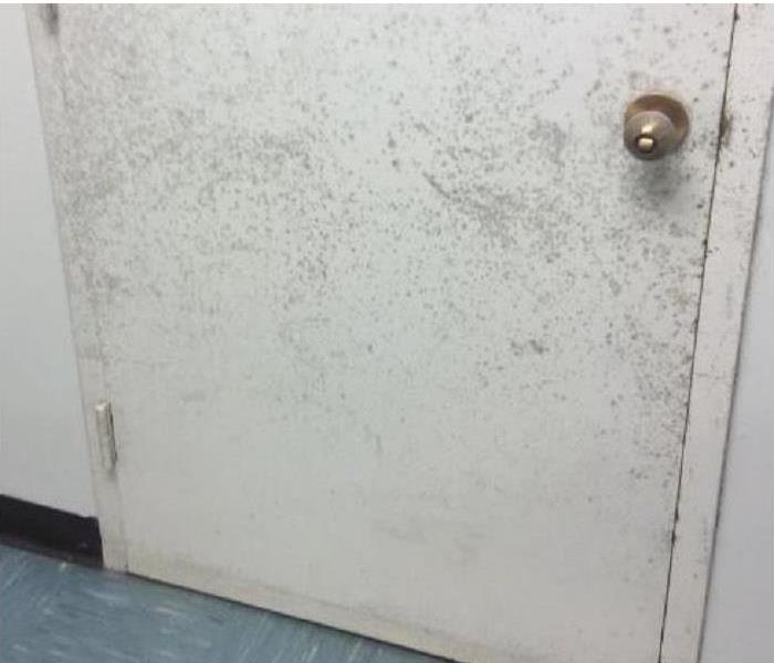 Mold On Door